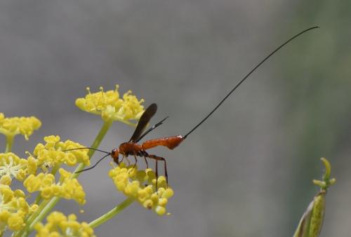 Réf. 235 345 : Glyptomorpha sp.
